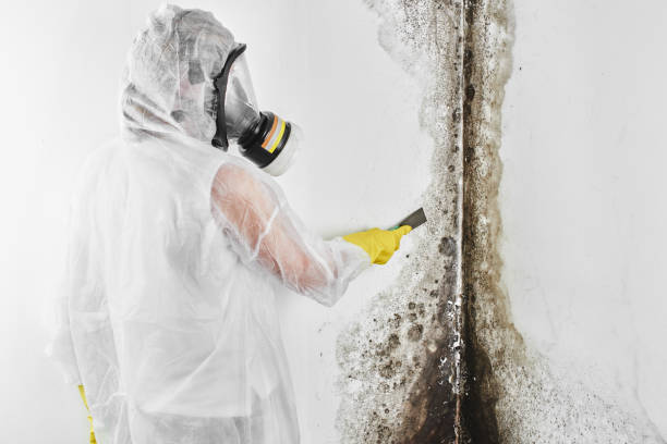 Attic Mold Removal in North Caldwell, NJ
