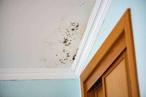 Best Emergency Mold Removal  in North Caldwell, NJ