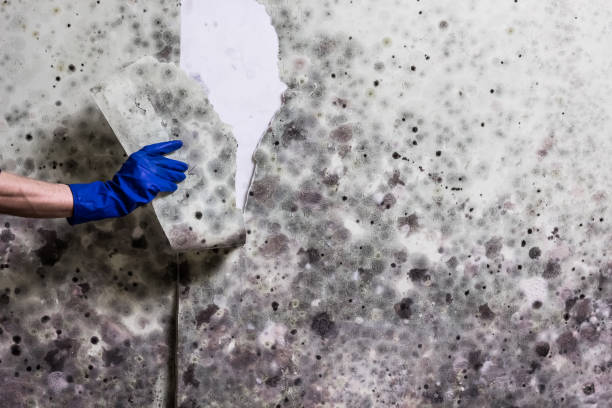 Best Fast Mold Removal  in North Caldwell, NJ