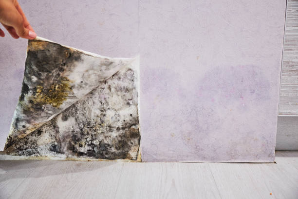 Best Water Damage Restoration  in North Caldwell, NJ
